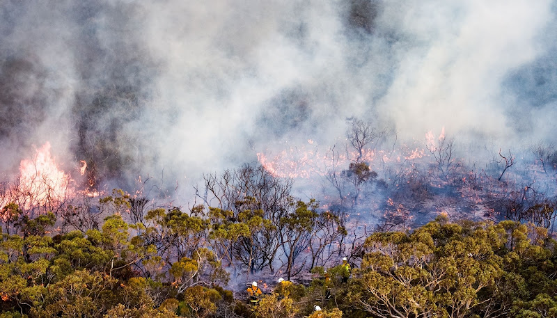 Dutch Fork Smoke Damage Co.