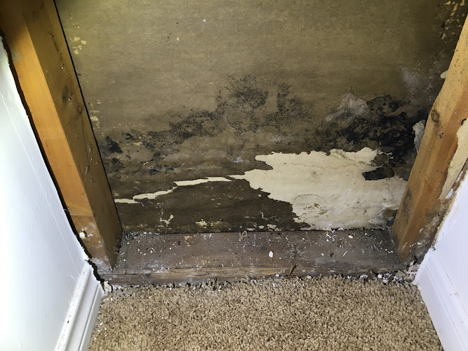 Reliant Mold Testing & Inspections