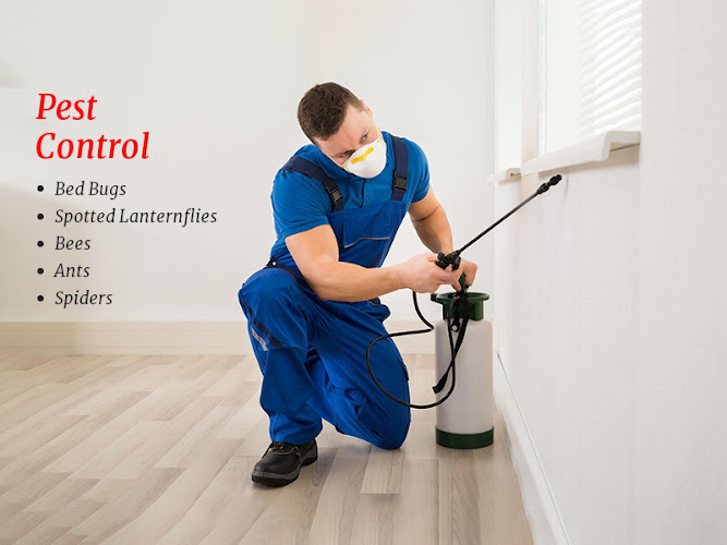 Pest Control Solutions