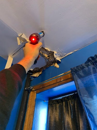 Brooklyn Mold Specialist